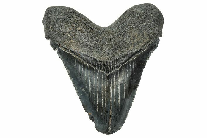 Serrated Chubutensis Tooth - Megalodon Ancestor #324313